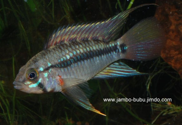 Apistogramma cruzi (achte auf die Stimmungsabhängige Färbung )