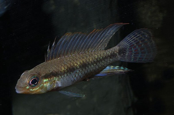Apistogramma pertensis