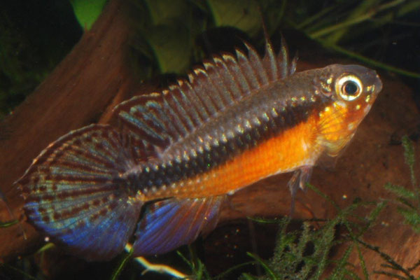 rote Zuchtform M haben subadult eine runde Caudale