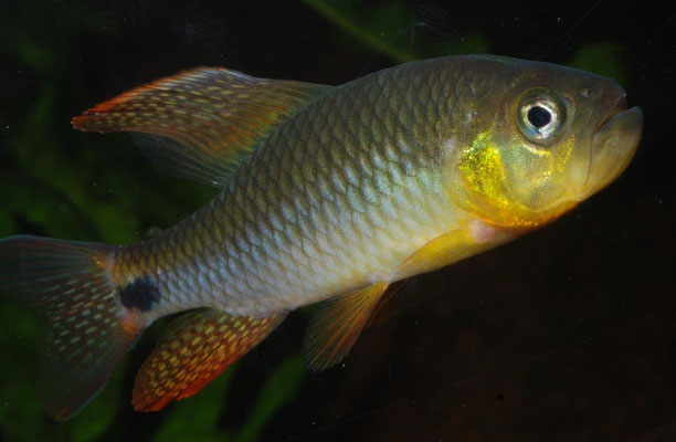 Crenuchus spilurus