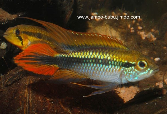 Apistogramma agassizzi dreifach rot