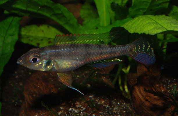 Biotoecus opercularis