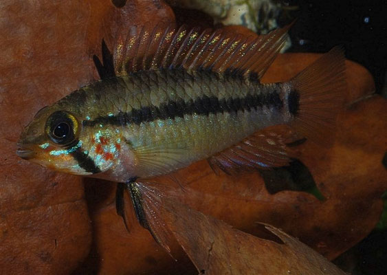 Apistogramma gossei