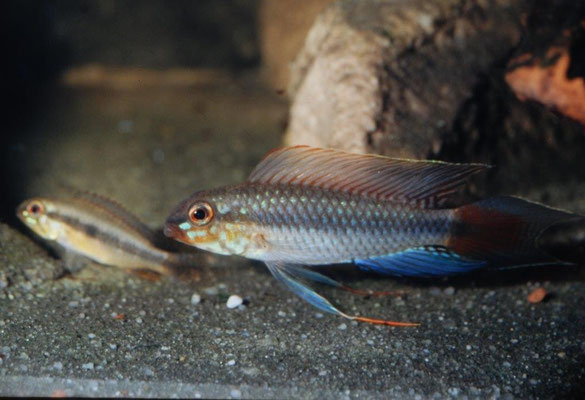 Apistogramma spec "Rotkeil" flabelicauda ? Caudale mäßig gemustert