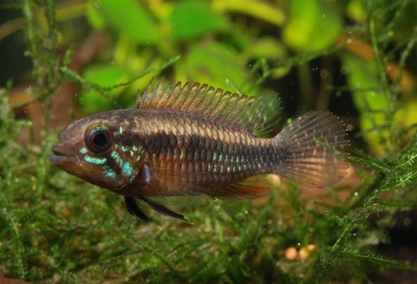 Apistogramma elizabethae W neutral unterdrückt
