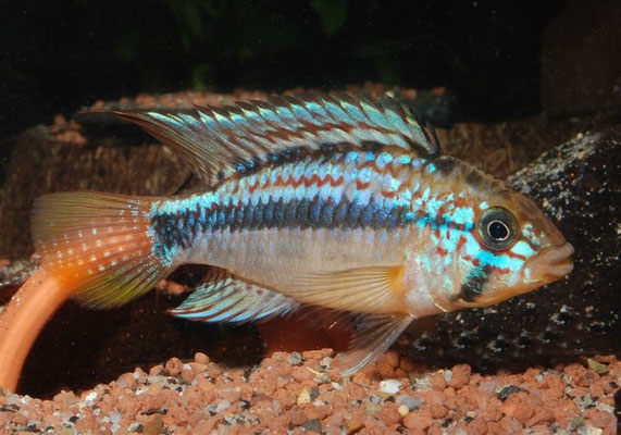 Apistogramma sp. Pebas