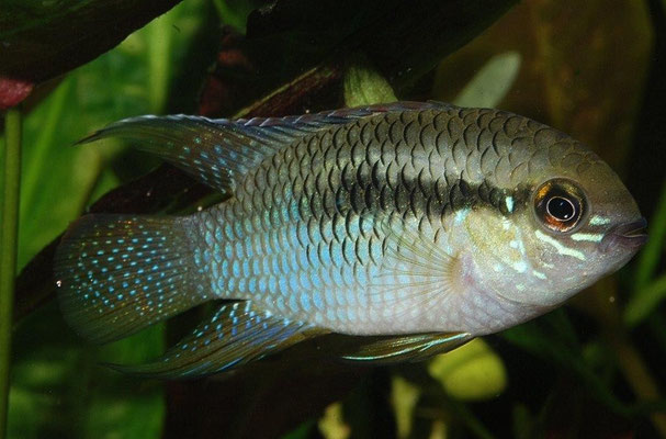 Laetacara curviceps