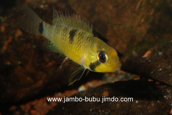 Apistogramma  hippolytae W Brutpflege Färbung drohend