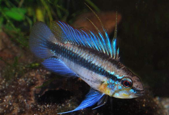 Apistogramma trifasciata-Paraguay