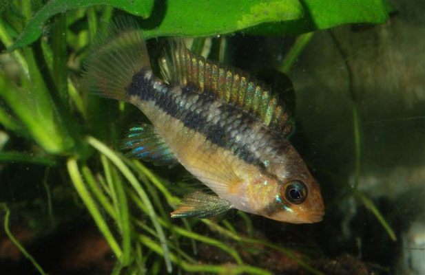 Apistogramma spec "Papagei" W neutral gefärbt