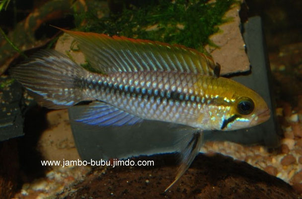 Apistogramma agassizii Alenquer W Form (cf ?) subadult
