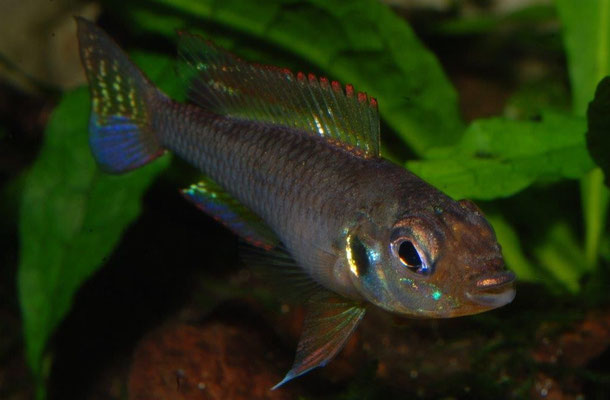 Biotoecus opercularis
