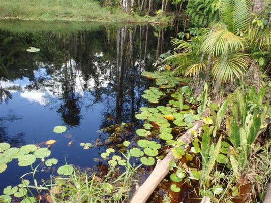 Coropina Creek unter anderem Fundort von Ap. steindachneri