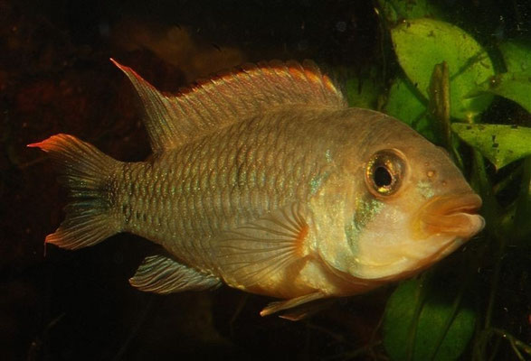 Apistogramma pantalone