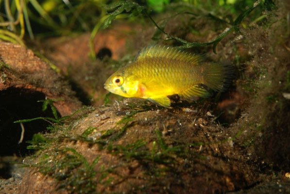 Apistogramma borellii W Brutpflegefärbung, Junge führend