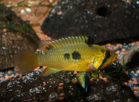 Apistogramma norberti W Brutpflegefärbung mit 2 Seitenflecken