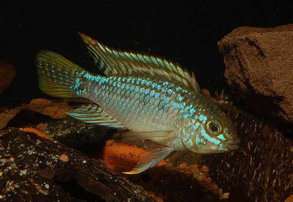 Apistogramma sp. Pebas