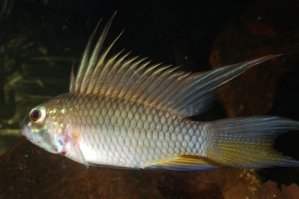 Apistogramma megaptera (Kurzlappen) drohend