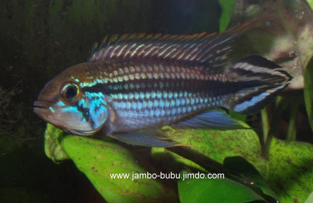 Apistogramma sp. Tefe