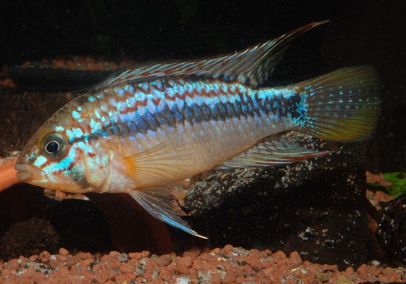 Apistogramma sp. Pebas