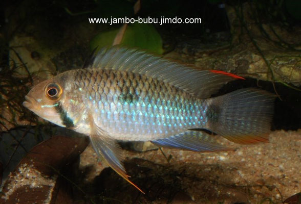 Apistogramma steindachneri adult drohend-WF Surinam-Coropina Creek