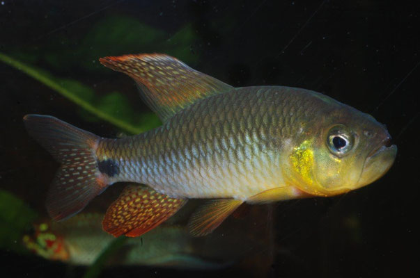 Crenuchus spilurus