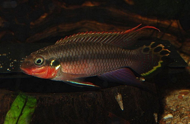 Pelvicachromis taeniatus Nigeria Red 