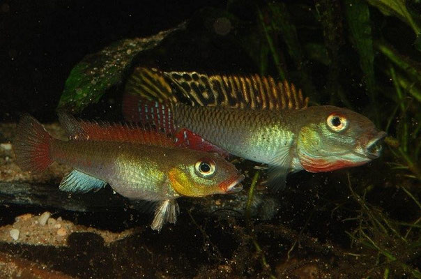 Nanochromis splendens