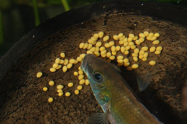 Wallaceochromis signatus Gelege ablutschend