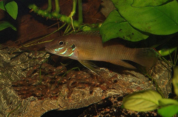 Wallsceochromis signatus M. Junge führend