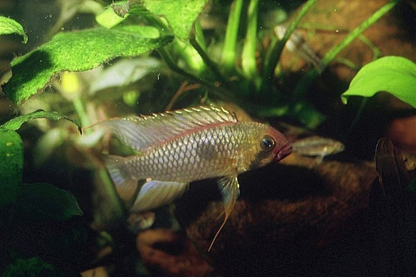 Apistogramma sp. "Wilhelmi" M Brutpflegend-Junge führend