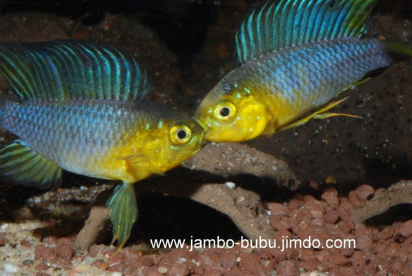 Apistogramma borellii Maulzerrend