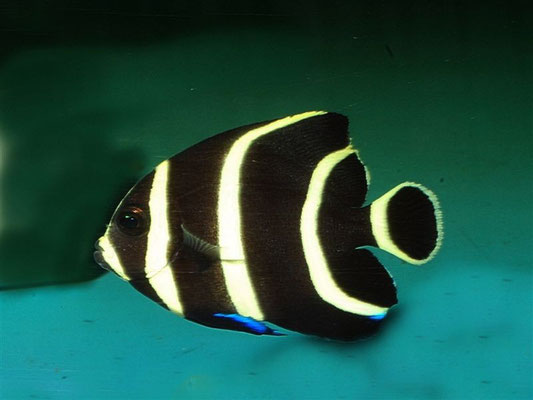 Pomacanthus paru juvenil