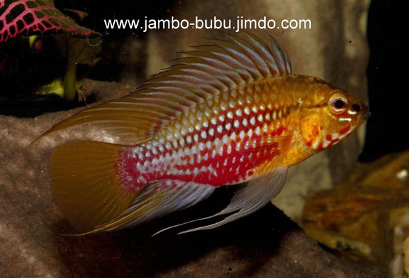 Apistogramma hongsloi Zuchtform Zenner