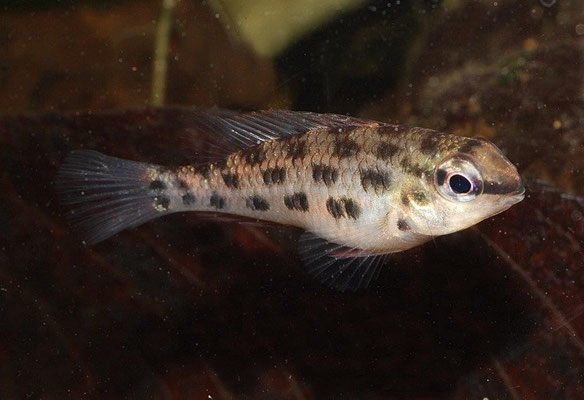 Dicrossus fiorni