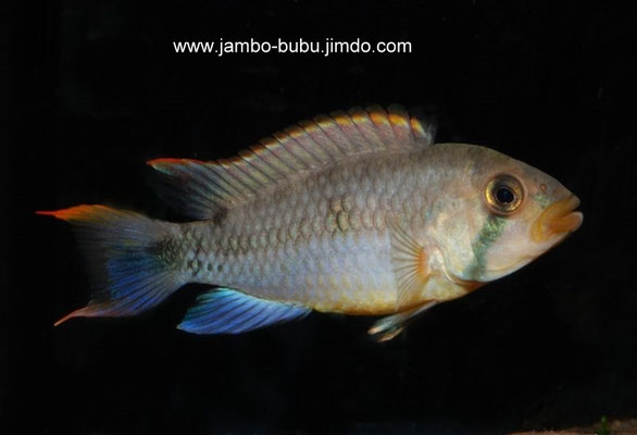 Apistogramma pantalone