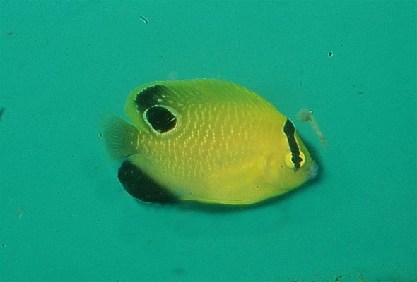 Apolemichthysxanhopunctatus juvenil