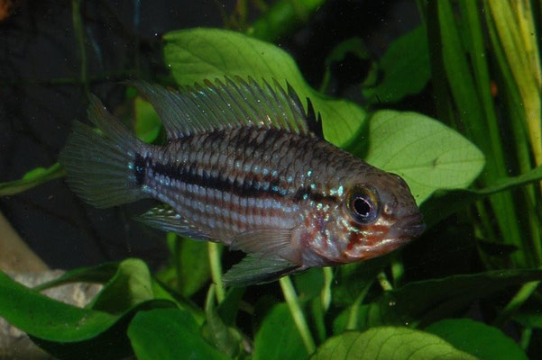 Apistogramma rubrolineata M