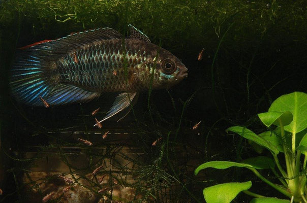 Nannacara anomala pflegendes WF Männchen