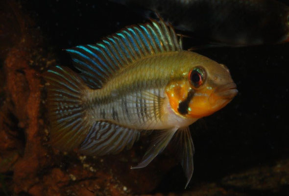Apistogramma gibbiceps WF gelb/rote Morphe