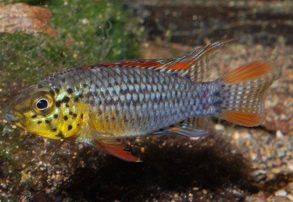 Apistogramma sp Vielfleck neutral abwartend
