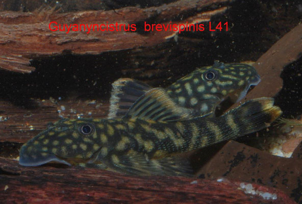 Guyanyncistrus  brevispinis L41 