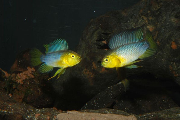Apistogramma borellii Frontal drohend kurz vor Maulzerren