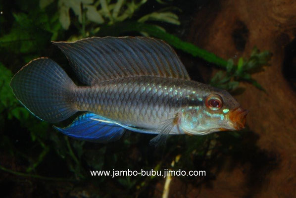 Apistogramma iniridae M gähnend