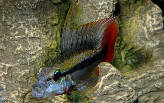 Apistogramma erythrura gähnend rote Caudale ,Kiemendeckelfleck