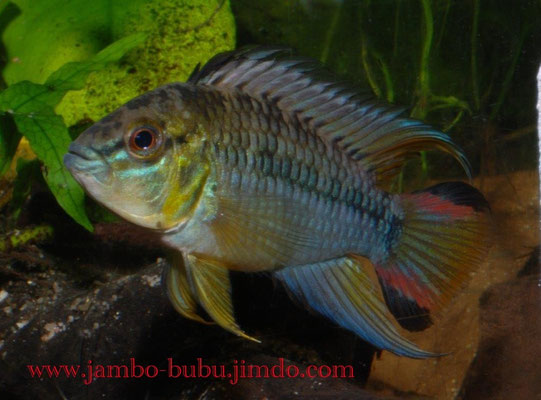Apistogramma hoignei M
