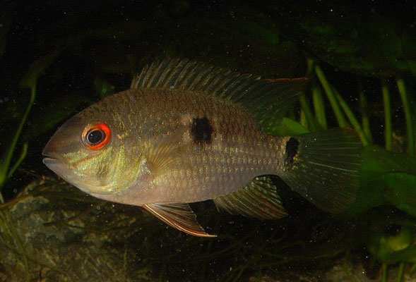 Krobia sp. Rotauge subadult