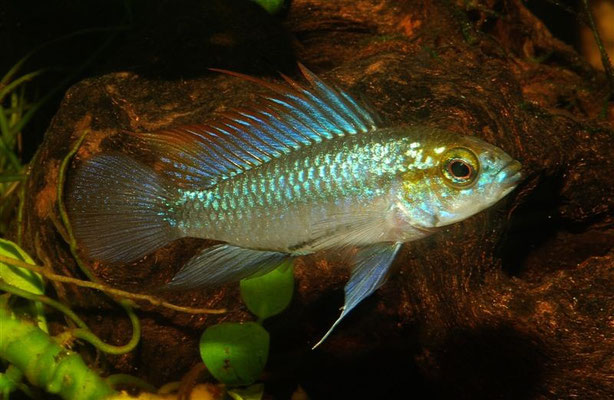 Apistogramma trifasciata 