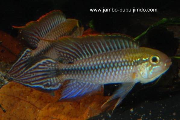 Apistogramma agassizii Alenquer WForm (cf ?) Lateral drohend