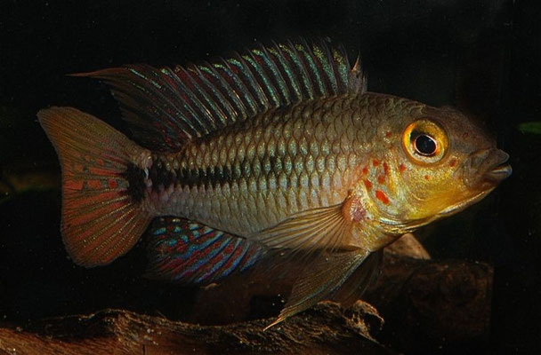 Apistogramma spec. Amapa